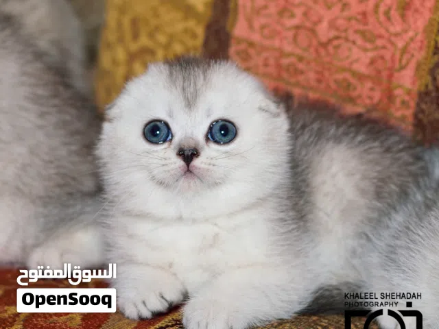 قطط سكوتش فولد شورت هير و بريتش شورت هير Scottish fold&British Shorthair بيور مستوي