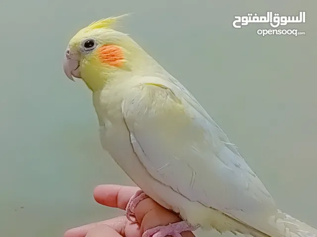 كروان اليف مناسب اطفال