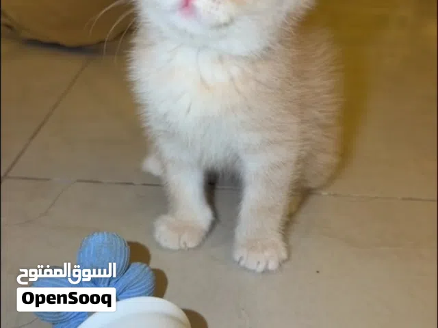 قط برتش  ذكر