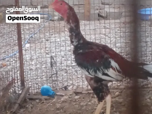 ديك باكستاني