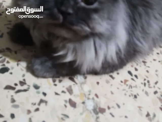 قط ذكر شانشيلا عمر 12 شهر مع مسلزماتها