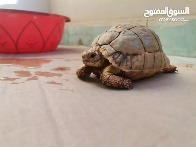 سلحفاة صحراوي أنثى