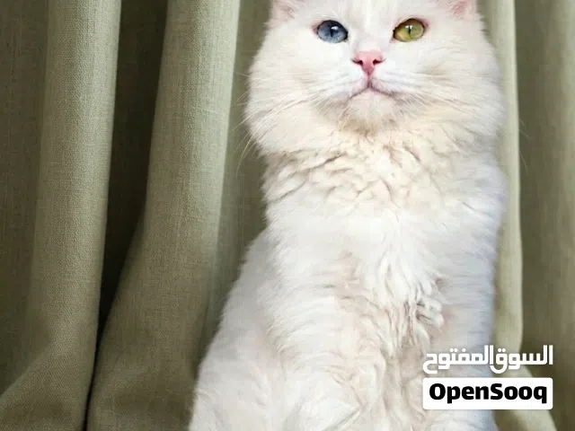 ذكر العمر 14 شهر 300 شيكل