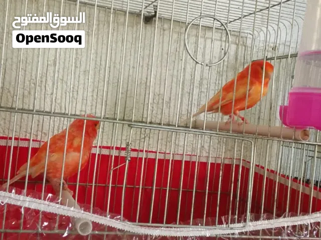 3 جواز عصافير شغالات للتواصل اقرأ الوصف جيدا