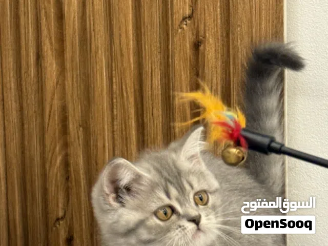 عشاق السكوتش ! قطط سكوتش بعمر شهرين مميزة و متعودة على اللتر بوكس جاهزة للاستلام !