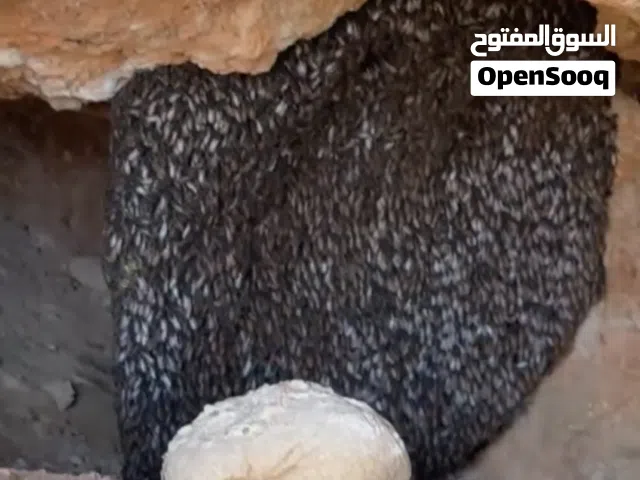 للبيع خليت نحل حوليه