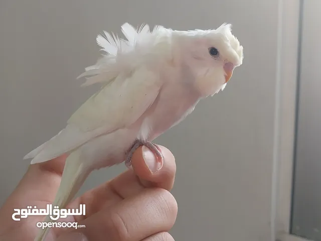 عصفور هوقو رومو صغير للبيع بسعر حرق اااااااااااااااااااااااااااااااااااااااااااااااااا