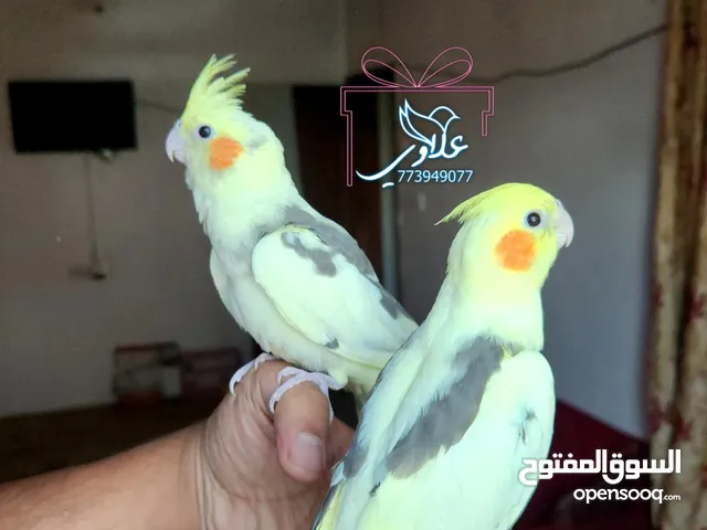 ببغاء كوكتيل