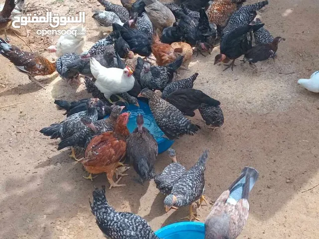 دجاج عربي ...