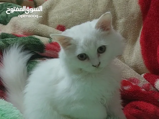 Male persian kitty for free can adopt or foster