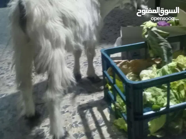 مطلوب صخول ذكوره