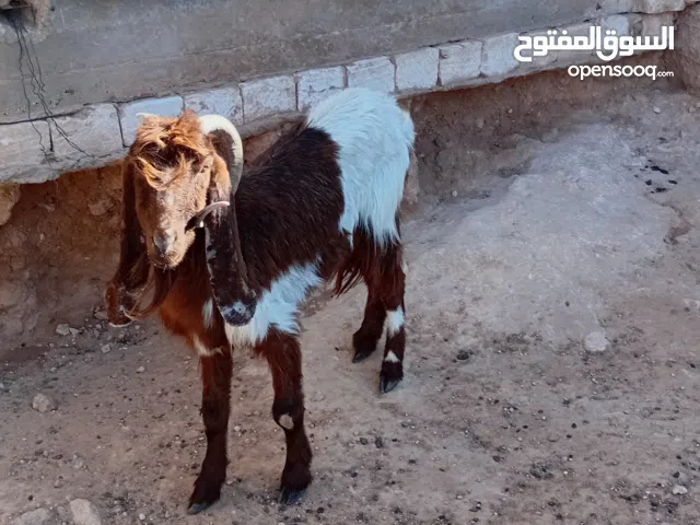 عنز للبيع تبي  كلفه