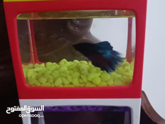 سمك للبيع.                        سمك للبيع