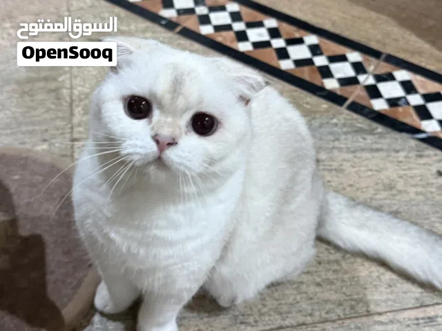 قطط للبيع سكوتش فولد