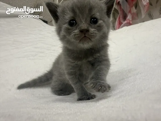 Beautiful British Shorthair Kitten Available Now – Affectionate Temperament, Premium Quality