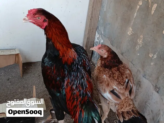 زوج دجاج باكستاني ميوالي