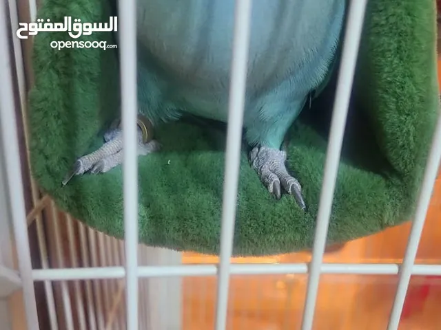ببغاء دره هندي أليف جدا للبيع