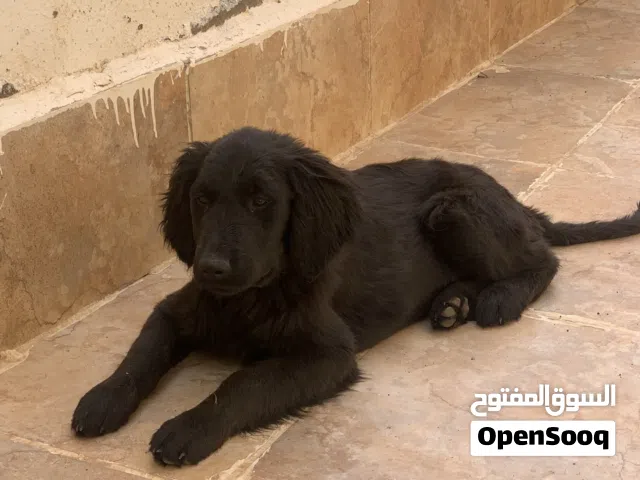 رتريفر اسود 4 اشهر، بصحة ممتازة تربايه بيت ومدرب طاعة، عضم عريض