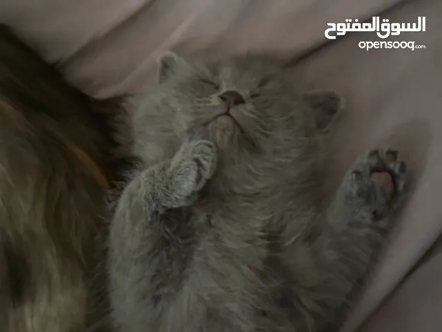 قطط ذكرى وانثى