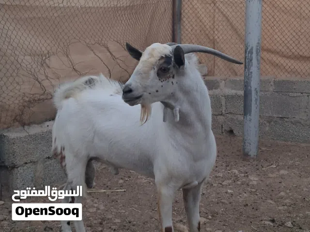 جدي عماني للبيع
