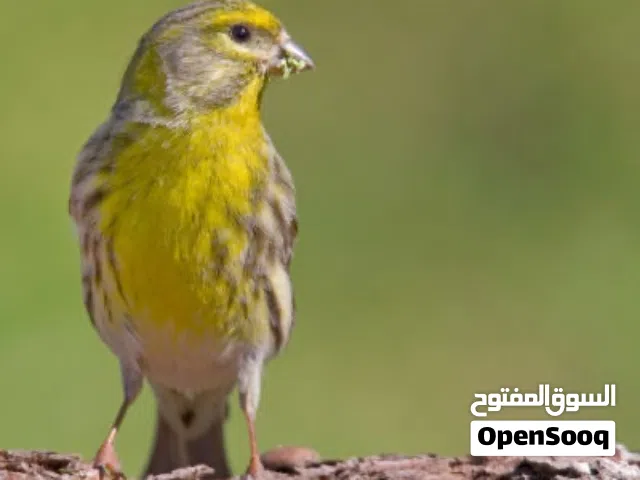 زوز طووير سمريس دكور بال موس طلعات تحت كركرينو