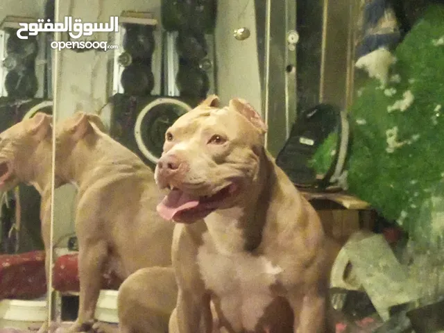 بيتبول للبيع