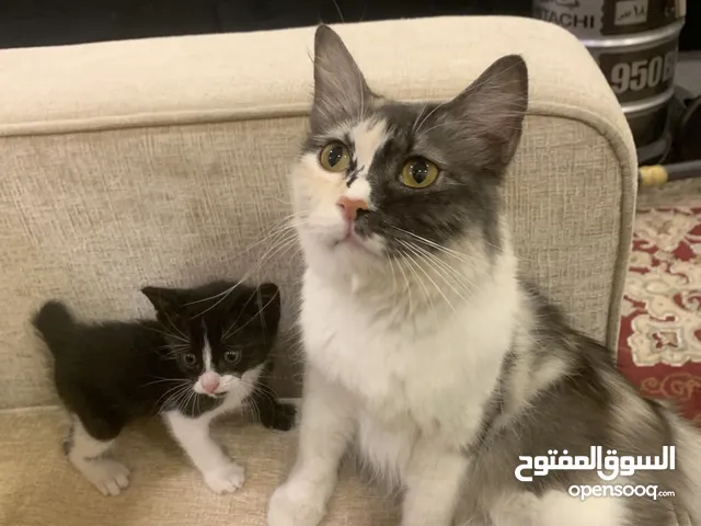 قطط للتبني ، قطة مع طفلها