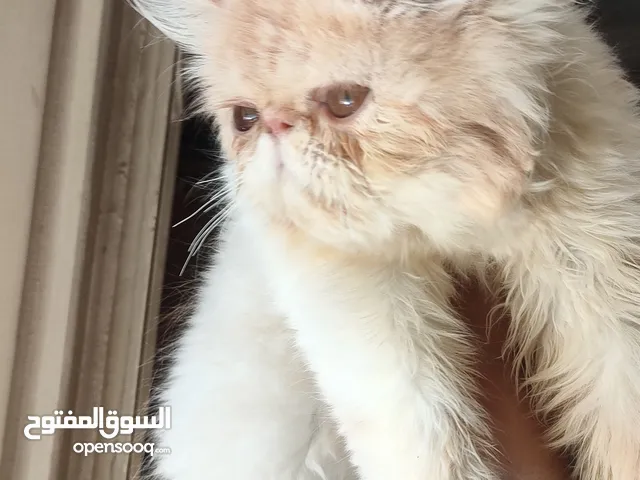 ذكر اكزوتك