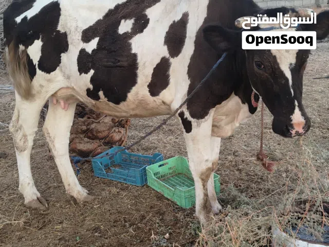بقرة حايل الله يبارك