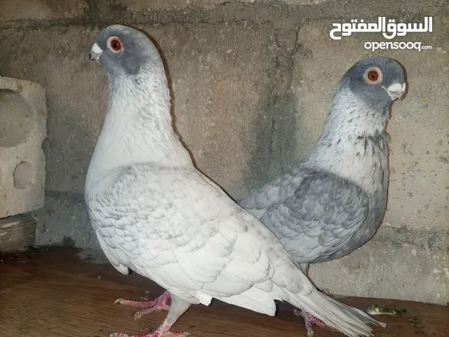 10 جواز مشكلات 3 فحول بصلاه ع النبي اقرا الوصف