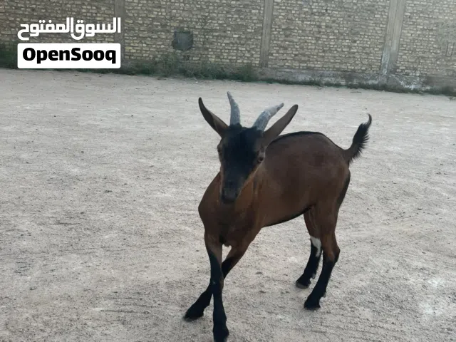 ماعز قزم زينه ذكر للبيع او المراوس حسب الرغبه اليف جدا يلعب مع الاطفال ذاناته ورقه كرونه 11