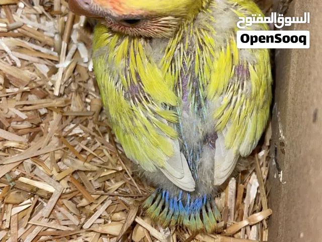 فرخ روز للغر وتدريب و زوج دره منتج