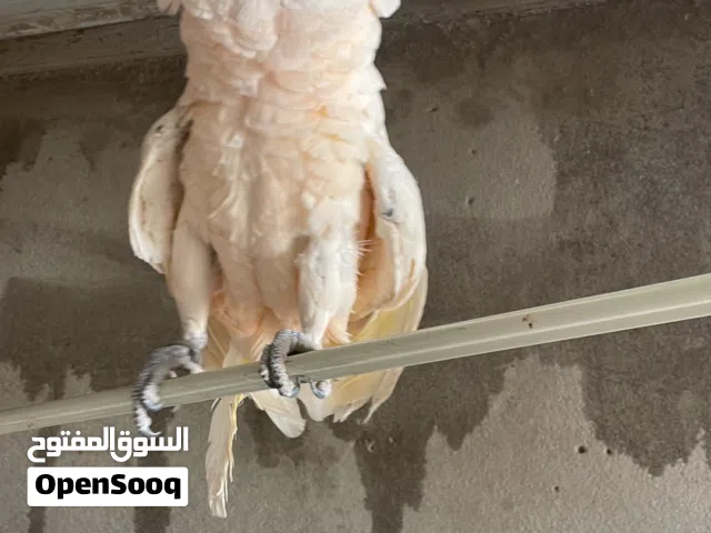 كوكاتو موليكان