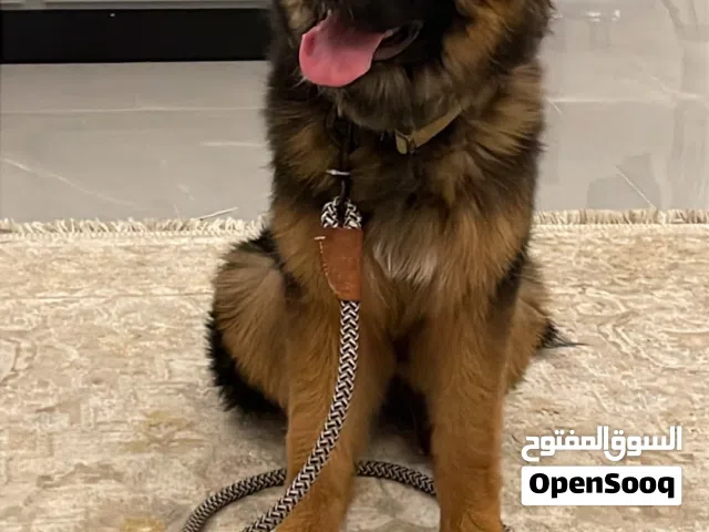 جرو جيرمن شيبرد انثي سلاله ابطال