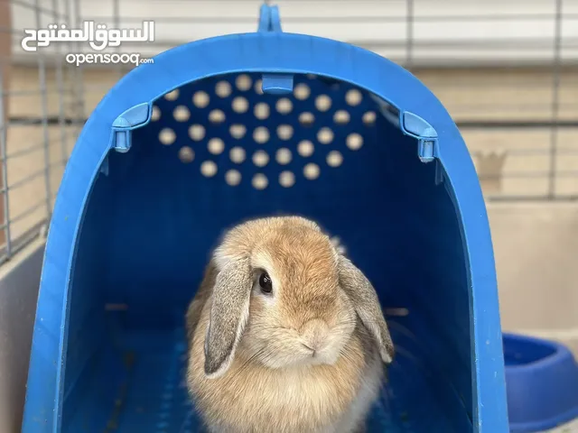 Holland Lop Female 1 year