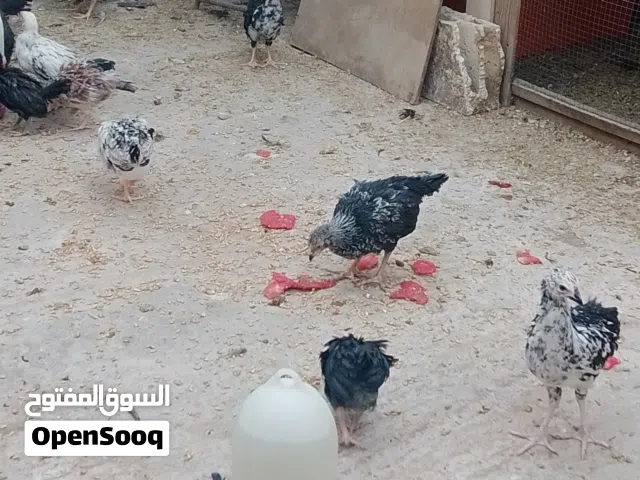صوص بلدي نخب ماخذ المطاعيم سلاله نضيفه باذن الله