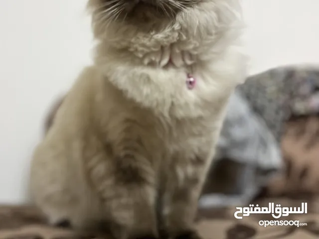قط بيرمان ذكر