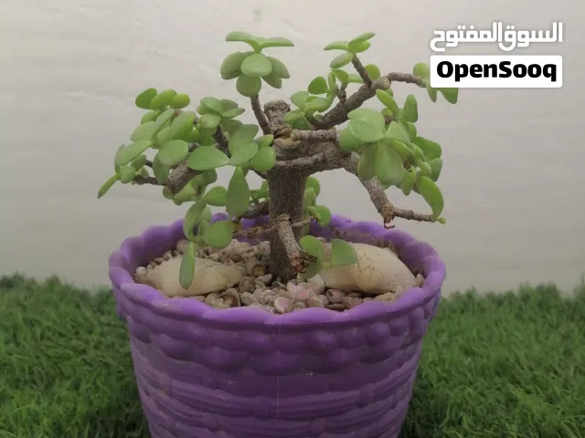 اشجار الزينه الداخليه والخارجيه