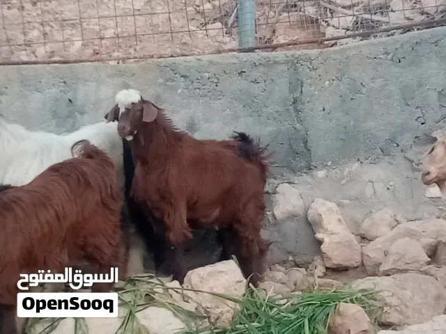 تيس سعيدي فول سمنة فلق التوم