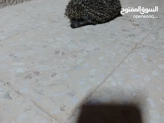 قنفذ أنثى صحه ونضافه 13