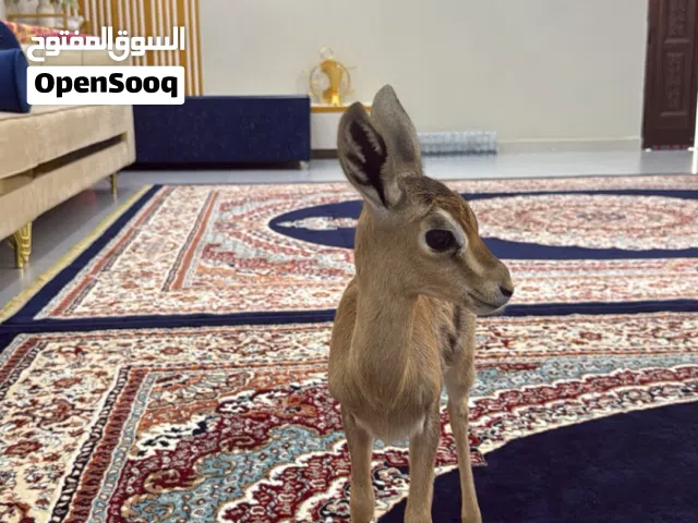 غزال ذكر الديماني للبيع