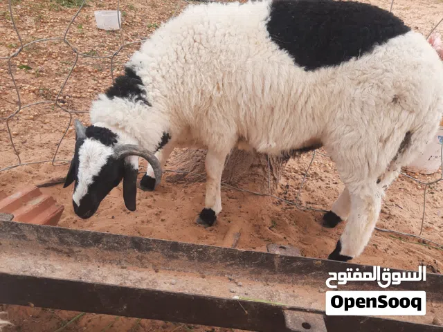 5خرفان ربي ايبارك كاش ابوبطاقة