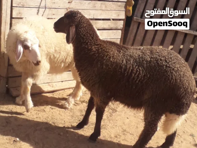 زوز إفطايم برقاويات عمرهم 7شهور إفطايم ماشاء الله لا قوة إلا بالله خاليات من جميع العيوب سعر الواحد