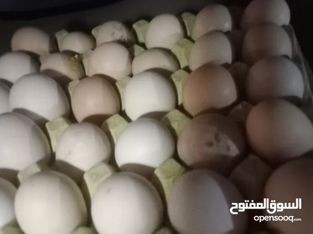 بيض بلدي مائده فقط