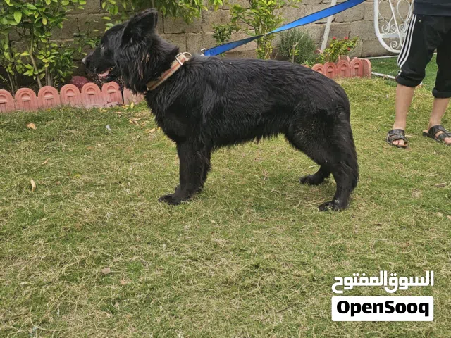 نثيه جيرمن بلاك