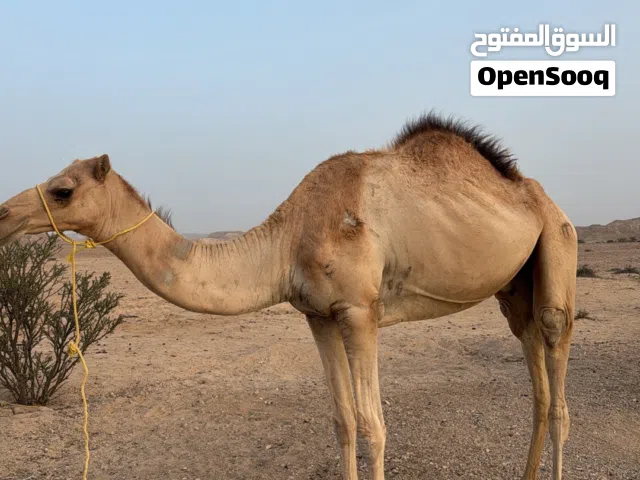 بعير متعب الصغير