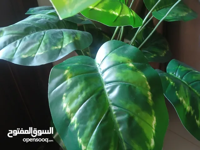 شجر زينه وديكور داخلي
