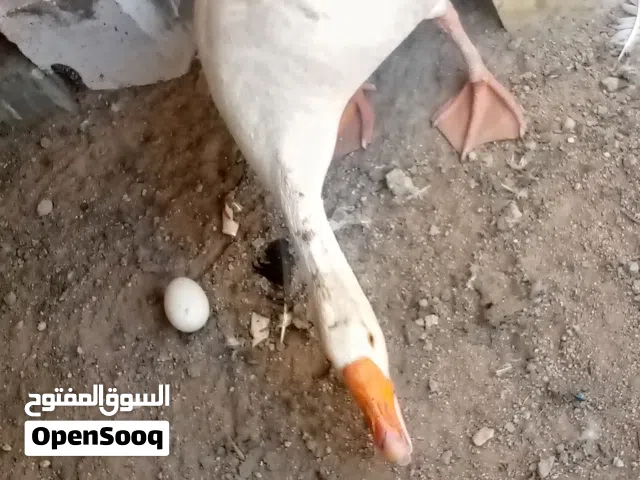 اقرا الوصف