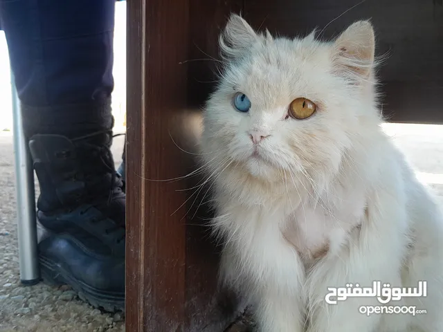 شيرازي مدلله