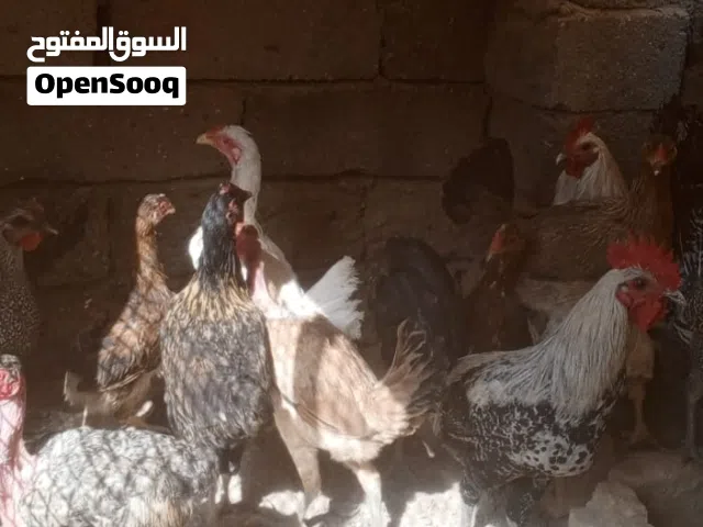 9 دجاجات و 2 ديج للبيع